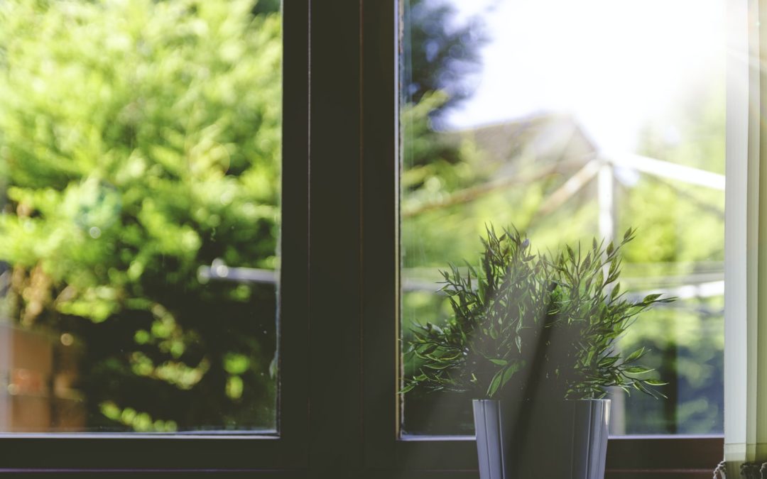 plant-on-windowsil